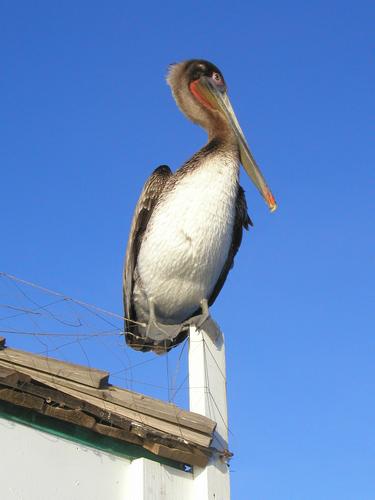 a pelican on the edge in San Diego, California
