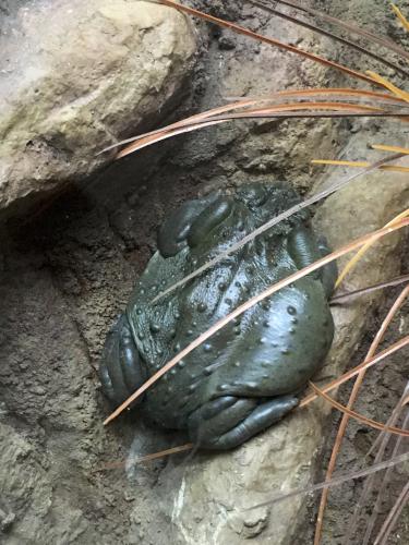 Colorado River Toad (Incilius alvarius) at San Diego Zoo in California