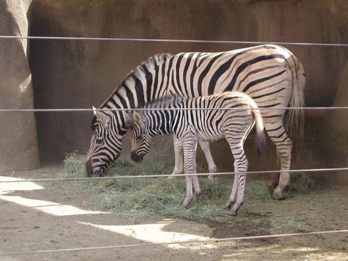 mom and baby zebra at the San Diego Zoo in California