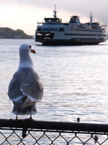 beggar seagull awaiting the incoming ferry on the waterfront at Seattle in Washington