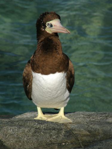 Brown Booby (Sula leocogaster) at St. Martin in the Bahamas