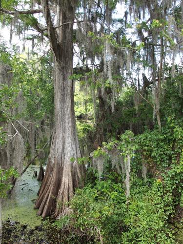 swampy view from the boardwalk at Lettuce Lake Park in Tampa, Florida