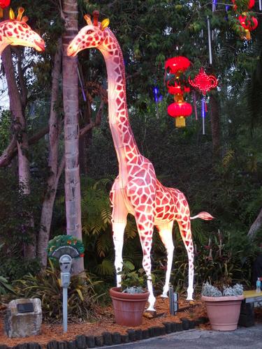 a giraffe included in the Zoominations special exhibit at Lowry Park Zoo in Tampa, Florida