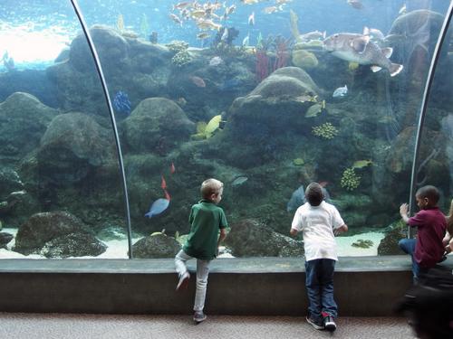 kids enjoy a fishtank exhibit inside the Florida Aquarium at Tampa in Florida