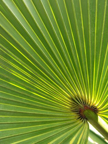 a palm leaf at the University of South Florida Botanical Gardens in Tampa