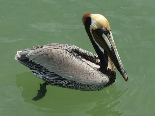 a pelican at Fort De Soto Park near St Petersburg in western Florida