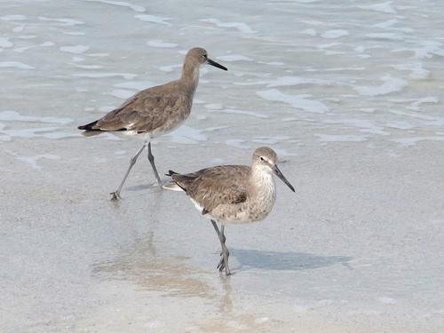 a pair of sandpipers on St Pete Beach in western Florida