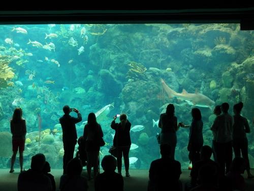 visitors watch and take photos of a fishtank inside the Florida Aquarium at Tampa in Florida