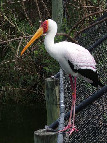 Yellow-billed Stork (Mycteria ibis) at Lowry Park Zoo in Tampa, Florida