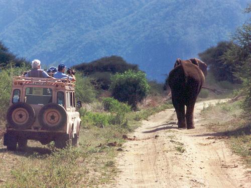 we drive our pair of Land Rovers off road to give right-of-way to elephants at Lake Manyara National Park in Tanzania