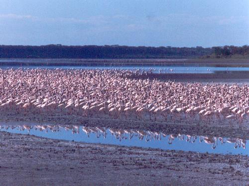 a large flamingo flock performs a synchronized walk at the edge of Lake Ndutu in Tanzania