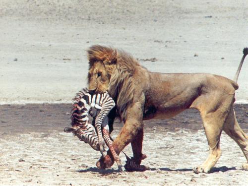 a dominant male lion walks off with a baby zebra kill at Serengeti National Park in Tanzania
