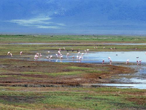 landscape and flamingos on the floor of Ngorongoro Crater in Tanzania