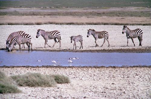 a family group of zebras approaches a waterhole at Serengeti National Park in Tanzania