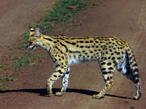a serval crosses right in front of our safari vehicles at Ngorongoro Crater in Tanzania