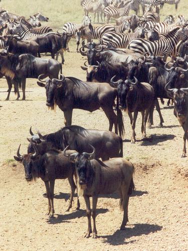 a herd of wildebeest accompanied by zebras migrates in search of grass at Serengeti National Park in Tanzania