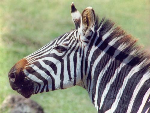 portrait of an obliging zebra at Ngorongoro Crater in Tanzania