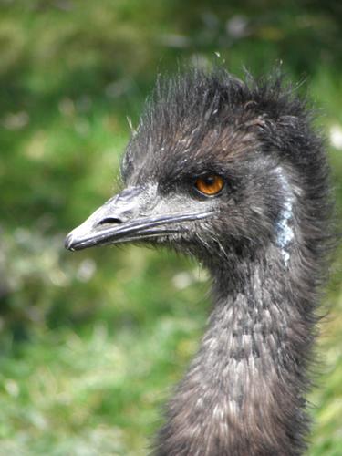 Emu inside the Toronto Zoo in Canada