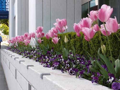 beautiful flowers adorn a narrow stretch of Vancouver's city-space at British Columbia in Canada