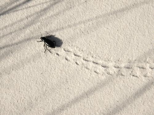 a desert bug making tracks across the gypsum sand at White Sands National Monument in New Mexico