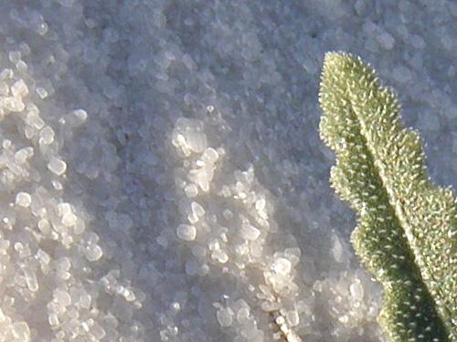 close-up of a small plant leaf and grains of gypsum sand at White Sands National Monument in New Mexico