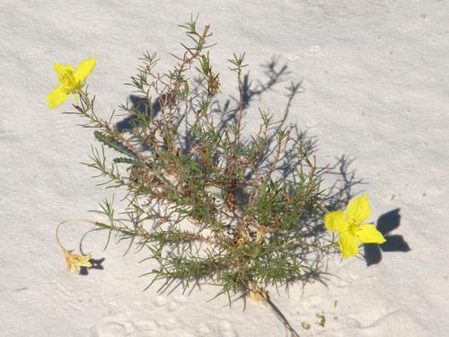 Yellow Evening Primrose growing in the gypsum sand at White Sands National Monument in New Mexico