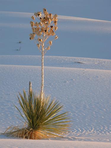 a lonely Soaptree Yucca looks good in early-morning light at White Sands National Monument in New Mexico
