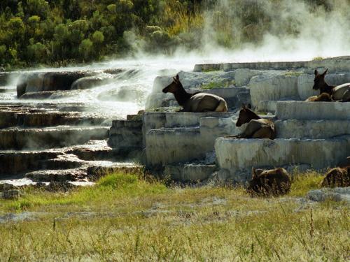 elk take a mineral-springs bath near Minerva Terrace at Yellowstone National Park, Wyoming