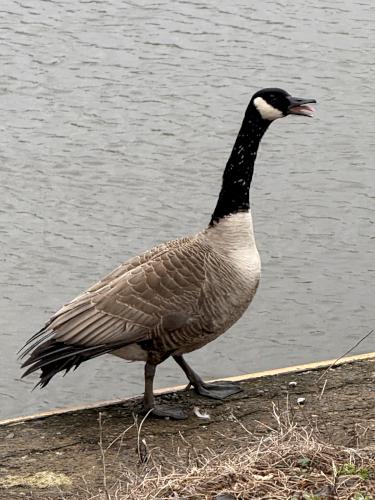goose in April on the Erie Canal tour at Amsterdam NY