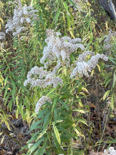 Tall Goldenrod in October at Golden Hill State Park near Barker in western NY