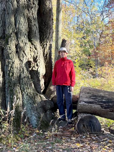 tree in October at Golden Hill State Park near Barker in western NY