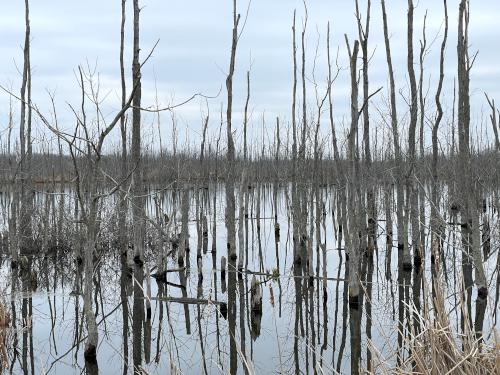 wetland in December at Oak Orchard WMA near Elmira, New York