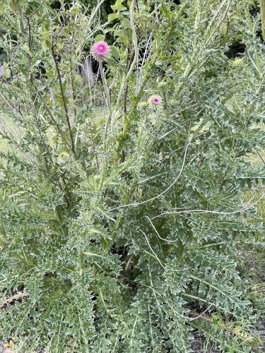 Musk Thistle in June beside the Erie Canal in western New York