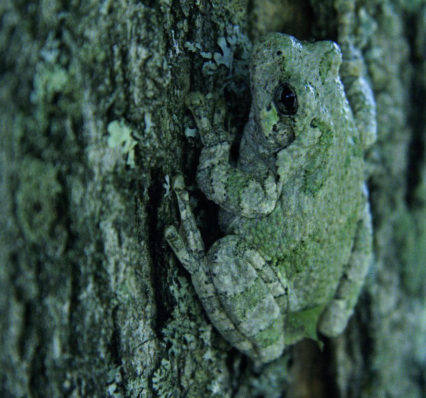 Engage with Nature brochure