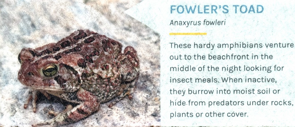 Fowler Toad