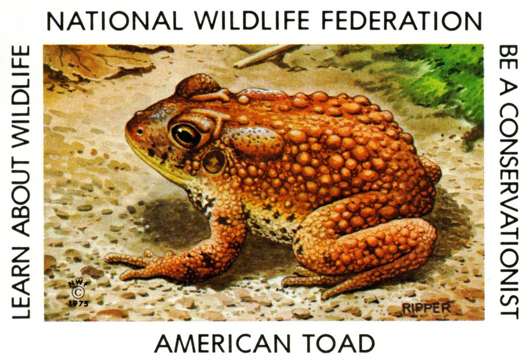 1975 American Toad Stamp