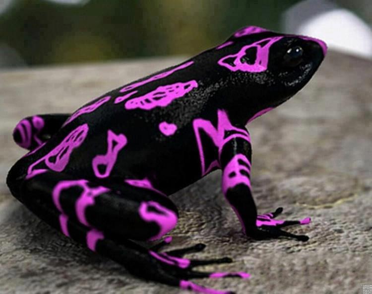 harlequin frog