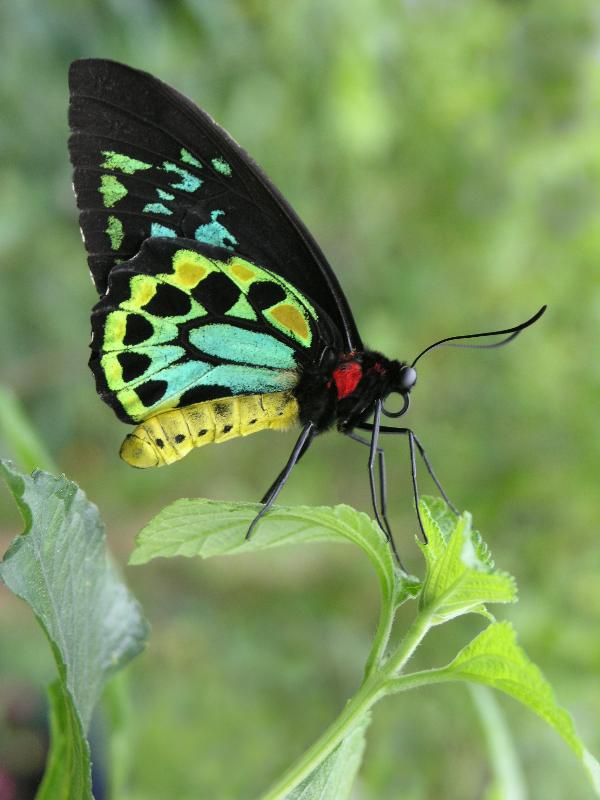 Cairns Birdwing butterfly