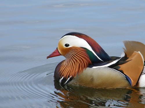 duck in East Germany