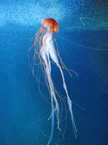 an ornate jellyfish in the zoo aquarium at Berlin in Germany