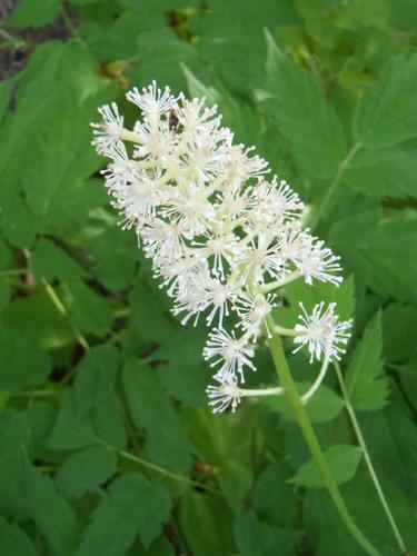 White Baneberry (Actaea pachypoda)