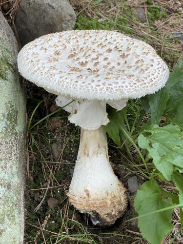 American Club-footed Lepidella (Amanita rhopalopus) in July at Acker Conservation Land near Westford in northeast MA