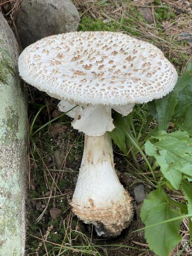 American Club-footed Lepidella (Amanita rhopalopus) in July at Acker Conservation Land near Westford in northeast MA