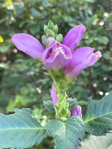Red Turtlehead