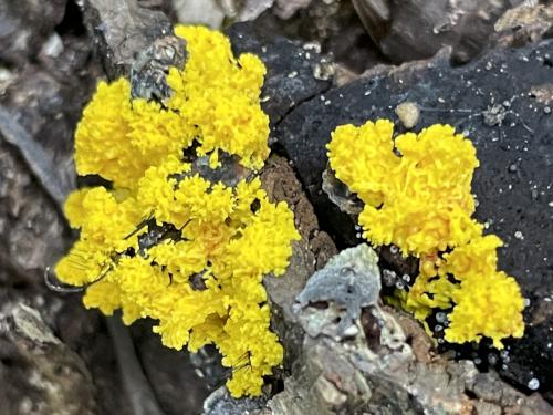 Scrambled-egg Slime (Fuligo septica) in September at Acton Arboretum in northeast MA