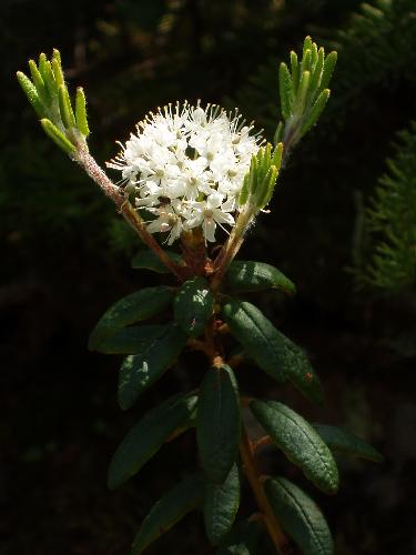 Labrador Tea