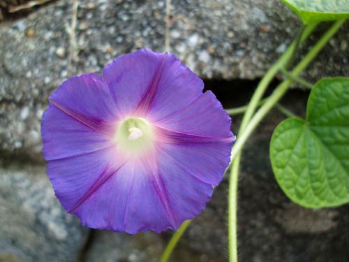 Common Morning Glory