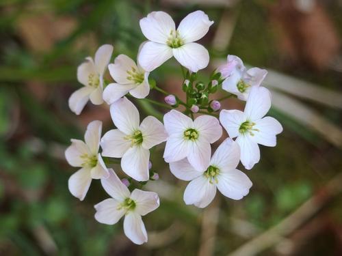 Cuckoo-flower (Cardamine pratensis) at Alander Mountain in southwestern Massachusetts