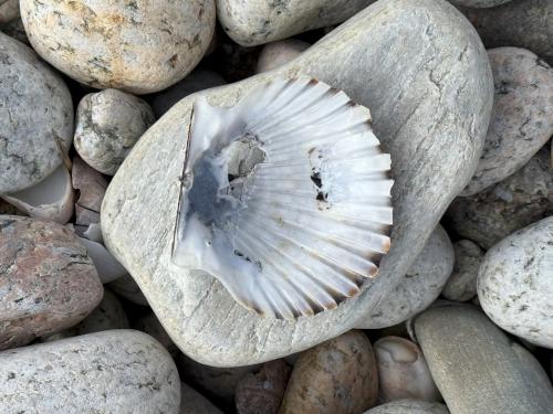 seashell in February at Allens Pond Wildlife Sanctuary in southeast MA