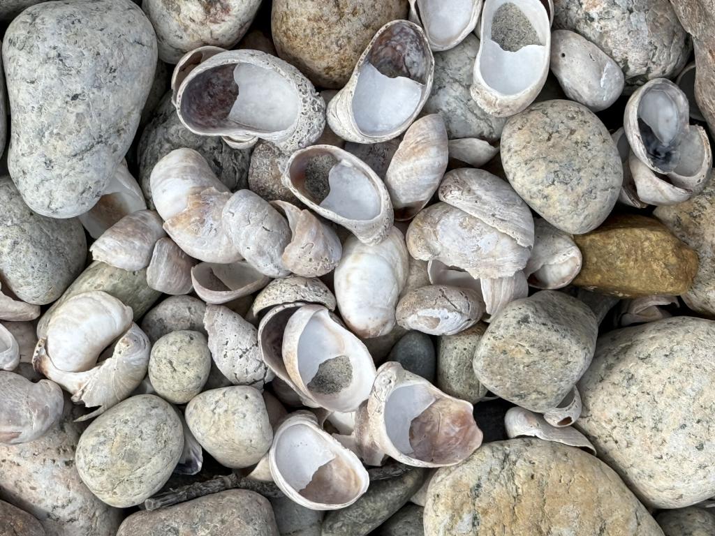 seachells in February at Allens Pond Wildlife Sanctuary in southeast MA